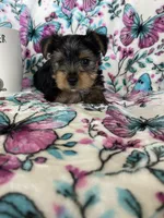 Archie , a male Yorkshire Terrier for sale in Fort Myers, FL – 8 of 8