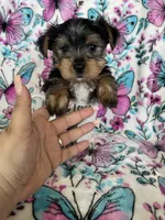 Archie , a male Yorkshire Terrier for sale in Fort Myers, FL – 6 of 8