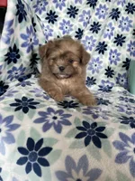 Gizmo, a male Shihpoo for sale in Fort Myers, FL – 9 of 9
