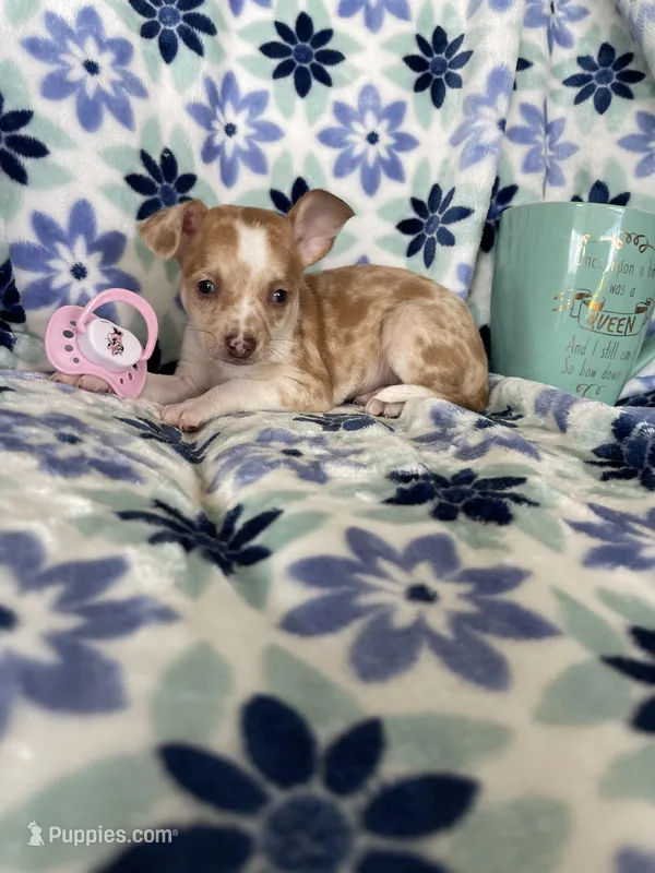 Louie  – Chihuahua puppy for sale in Fort Myers, FL