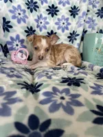 Louie , a male Chihuahua for sale in Fort Myers, FL – Photo 4 of 5