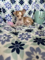 Louie , a male Chihuahua for sale in Fort Myers, FL – Photo 3 of 5