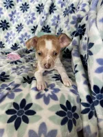 Louie , a male Chihuahua for sale in Fort Myers, FL – Photo 5 of 5