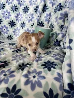 Louie , a male Chihuahua for sale in Fort Myers, FL – Photo 2 of 5