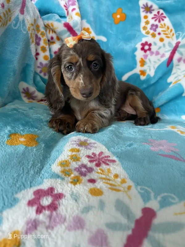 Maple – Miniature Dachshund puppy for sale in Fort Myers, FL
