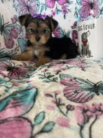 Minnie , a female Yorkshire Terrier for sale in Fort Myers, FL – 8 of 8