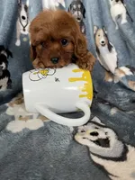 Chili, a male Cavapoo for sale in Fort Myers, FL – 3 of 8