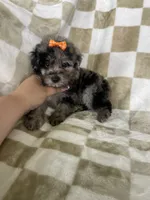 Luna, a female Poodle - Toy  for sale in Fort Myers, FL – 4 of 7
