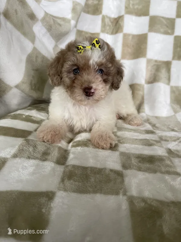 Mila – Poodle - Toy  puppy for sale in Fort Myers, FL