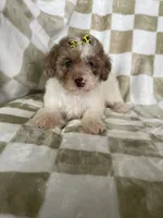 Mila, a female Poodle - Toy  for sale in Fort Myers, FL – 1 of 7