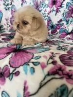 Huey, a male Shih Tzu for sale in Fort Myers, FL – 6 of 7