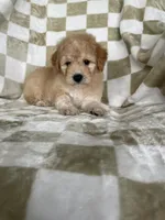 Nova, a male Miniature Goldendoodle for sale in Fort Myers, FL – 5 of 7