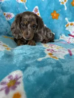 Muffin, a male Miniature Dachshund for sale in Fort Myers, FL – 7 of 9