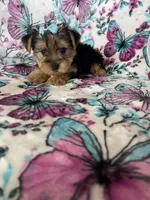 Millie , a female Yorkshire Terrier for sale in Fort Myers, FL – 8 of 8