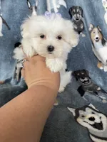 Teacup Dove, a female Maltese for sale in Fort Myers, FL – 2 of 6
