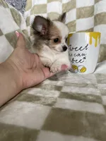 Scotty , a male Chihuahua for sale in Fort Myers, FL – 5 of 6