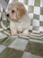 Milo, a male Maltipoo for sale in Fort Myers, FL – 6 of 7