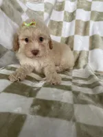 Goldie, a female Poodle - Toy  for sale in Fort Myers, FL – 2 of 6