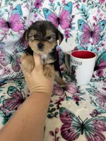 Alfie, a male Yorkshire Terrier for sale in Fort Myers, FL – 7 of 8