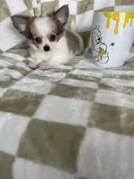 Scotty , a male Chihuahua for sale in Fort Myers, FL – 3 of 6