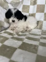 Snoopy, a male Poodle - Toy  for sale in Fort Myers, FL – 3 of 6