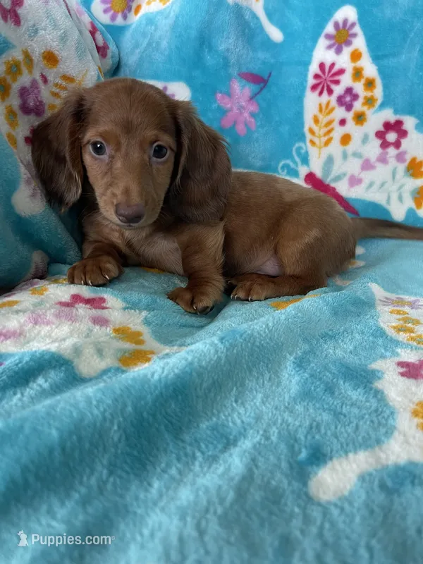 Toffee – Miniature Dachshund puppy for sale in Fort Myers, FL