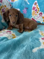 Toffee, a male Miniature Dachshund for sale in Fort Myers, FL – 1 of 7