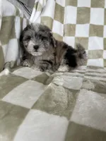 Cosmo, a male Maltipoo for sale in Fort Myers, FL – 3 of 5
