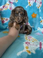 Muffin, a male Miniature Dachshund for sale in Fort Myers, FL – 8 of 9