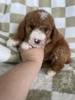 Blaze, a male Poodle - Toy  for sale in Fort Myers, FL – 4 of 6