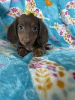 Twixie, a female Miniature Dachshund for sale in Fort Myers, FL – 8 of 10
