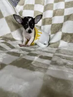 Teacup Leah , a female Chihuahua for sale in Fort Myers, FL – 5 of 9