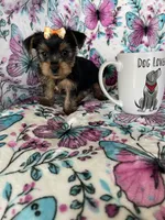 Gigi, a female Yorkshire Terrier for sale in Fort Myers, FL – 5 of 10