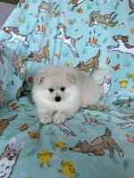 Cottonball, a male Pomeranian for sale in Fort Myers, FL – Photo 7 of 9