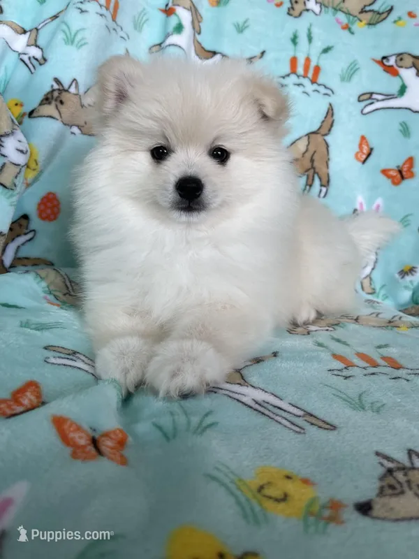 Cottonball – Pomeranian puppy for sale in Fort Myers, FL