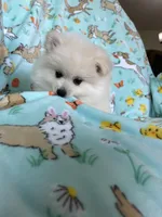 Cottonball, a male Pomeranian for sale in Fort Myers, FL – Photo 2 of 9