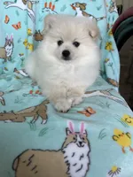 Cottonball, a male Pomeranian for sale in Fort Myers, FL – Photo 9 of 9