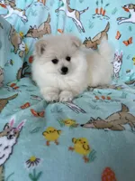 Cottonball, a male Pomeranian for sale in Fort Myers, FL – Photo 5 of 9