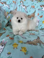 Cottonball, a male Pomeranian for sale in Fort Myers, FL – Photo 4 of 9