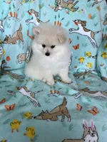 Cottonball, a male Pomeranian for sale in Fort Myers, FL – Photo 8 of 9
