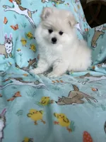 Cottonball, a male Pomeranian for sale in Fort Myers, FL – Photo 6 of 9