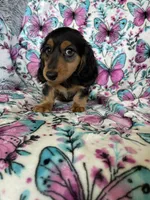 Murphy, a male Miniature Dachshund for sale in Fort Myers, FL – 5 of 6