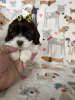 Brownie , a female Cavapoo for sale in Fort Myers, FL – 4 of 6