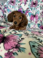 Sadie, a female Miniature Dachshund for sale in Fort Myers, FL – 3 of 8