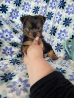 Bean , a male Yorkshire Terrier for sale in Fort Myers, FL – 3 of 6
