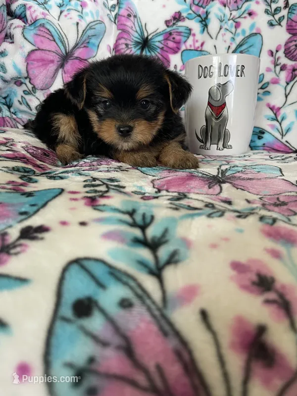 Chewy  – Yorkshire Terrier puppy for sale in Fort Myers, FL