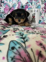 Chewy , a male Yorkshire Terrier for sale in Fort Myers, FL – 4 of 9