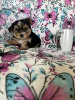 Ziggy, a male Yorkshire Terrier for sale in Fort Myers, FL – 5 of 8