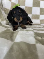 Dotty , a female Miniature Dachshund for sale in Fort Myers, FL – 2 of 7