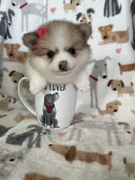 Buttercup , a female Pomeranian for sale in Fort Myers, FL – 6 of 7